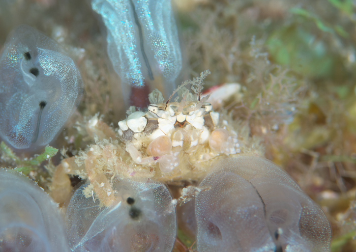 ヒメキンチャクガニ