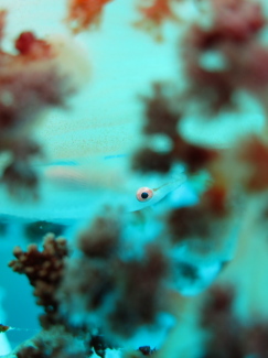 スケロクウミタケハゼ