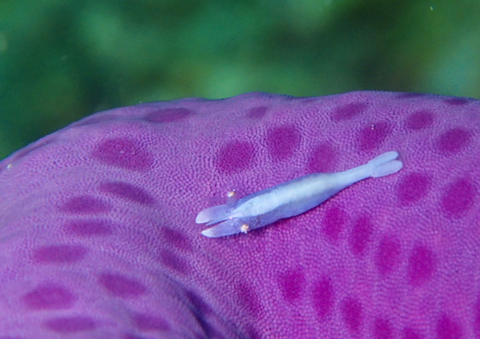 ヒトデヤドリエビ