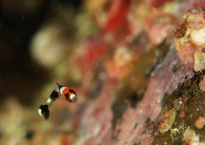 ムスジコショウダイ