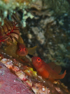 イレズミハゼ属の一種