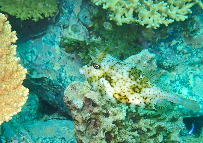 シマウミスズメ