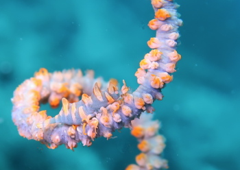 ビシャモンエビ