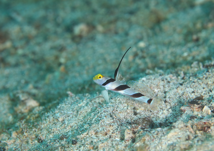 ヒレナガネジリンボウ