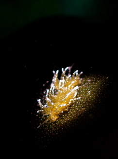 ミドリアマモウミウシ