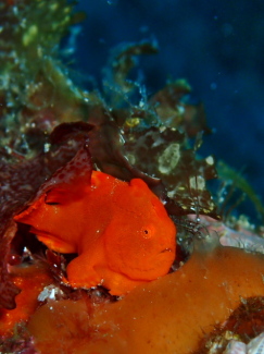 イロカエルアンコウ