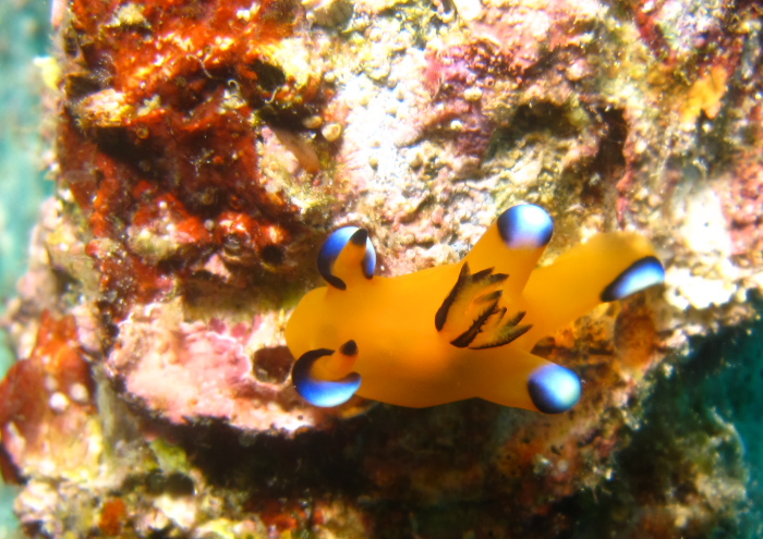 ウデフリツノザヤウミウシ