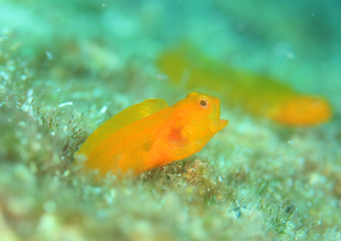 ハダカコケギンポ