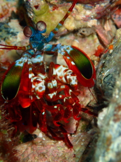 モンハナシャコ