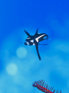 ホホスジタルミ