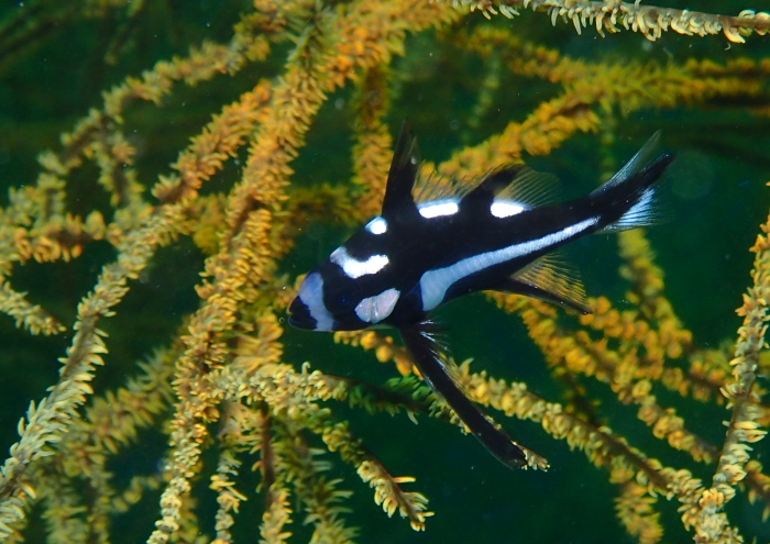 ホホスジタルミ