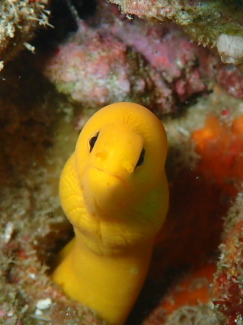 ゴールデンイールモレイ