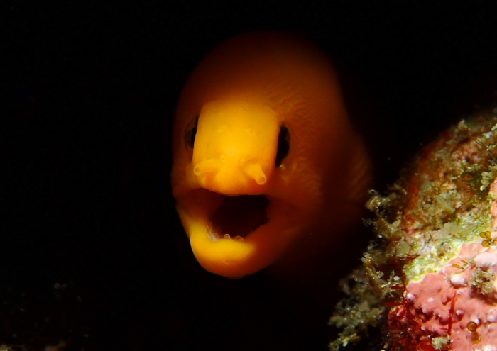 ゴールデンイールモレイ