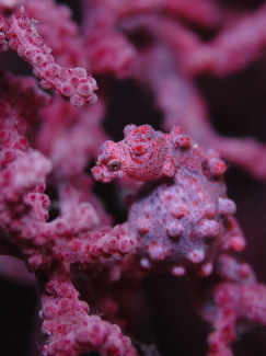 ピグミーシーホース