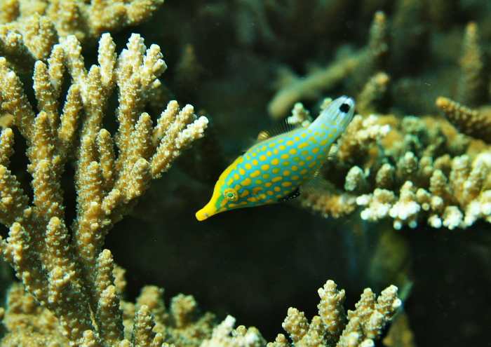 テングカワハギ