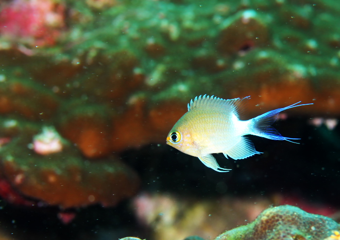 マルスズメダイ