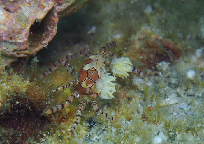 キンチャクガニ