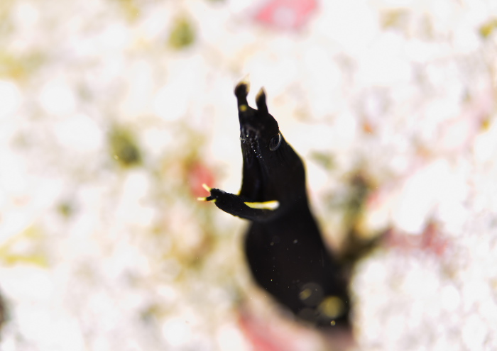 ハナヒゲウツボ