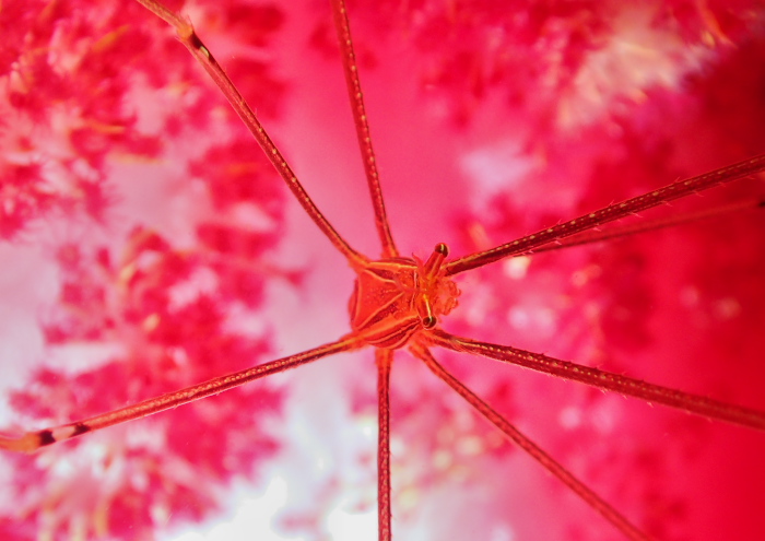 オルトマンワラエビ