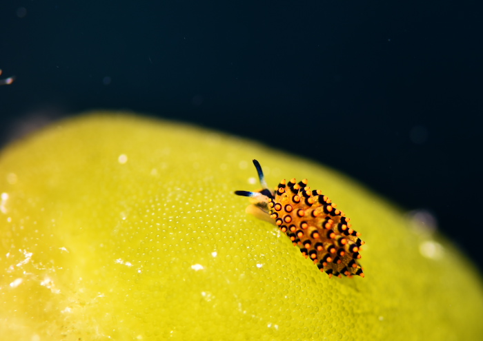 アオモウミウシ