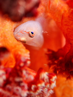 スケロクウミタケハゼ