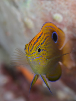 クロメガネスズメダイ