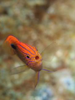 クロメガネスズメダイ