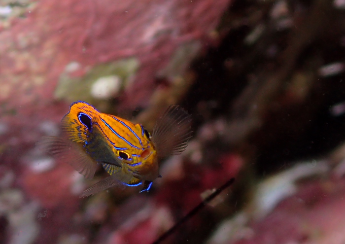 クロメガネスズメダイ