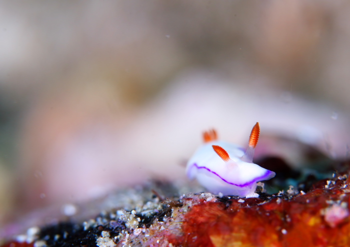 トルンナ・ダニエラエ