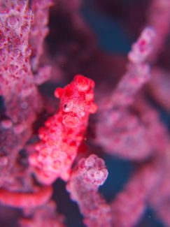 ピグミーシーホース