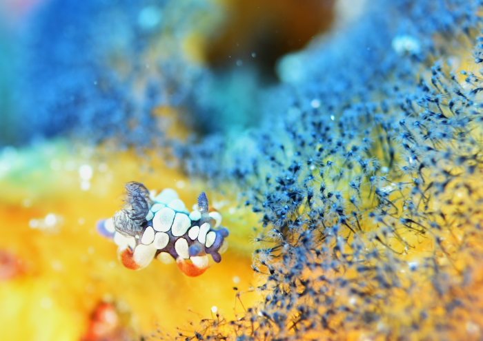 トラパニア・スクッラ