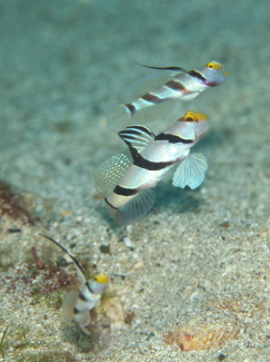 ネジリンボウとヒレナガネジリンボウ