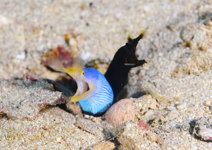 ハナヒゲウツボ