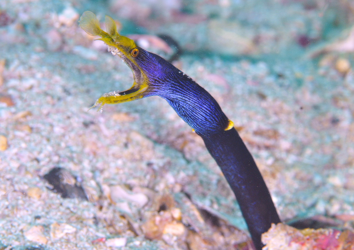 ハナヒゲウツボ