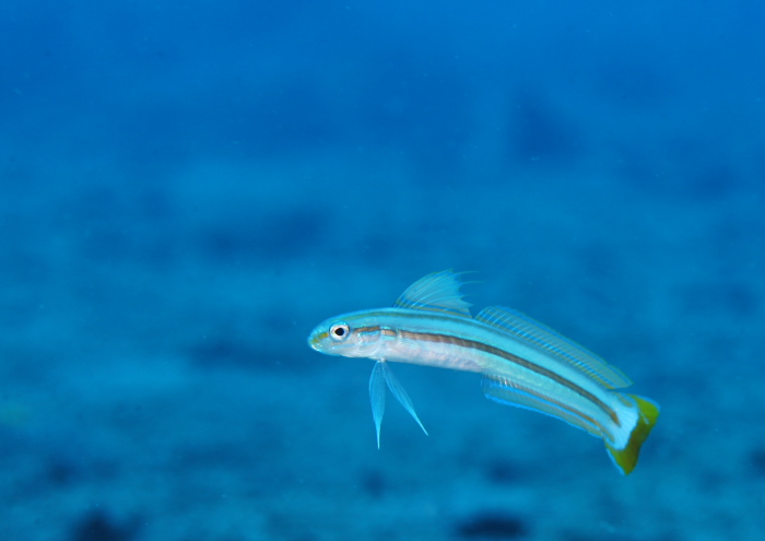 スジクロユリハゼ