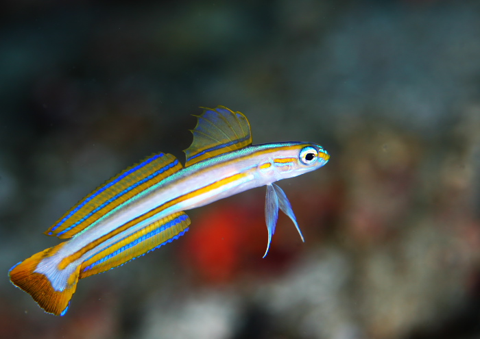 スジクロユリハゼ