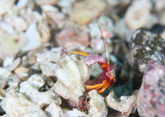 アデヤカゼブラヤドカリ