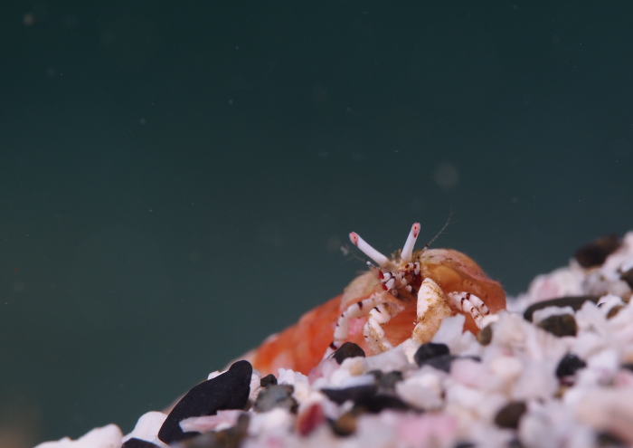 ディオゲネス・ビラモウス