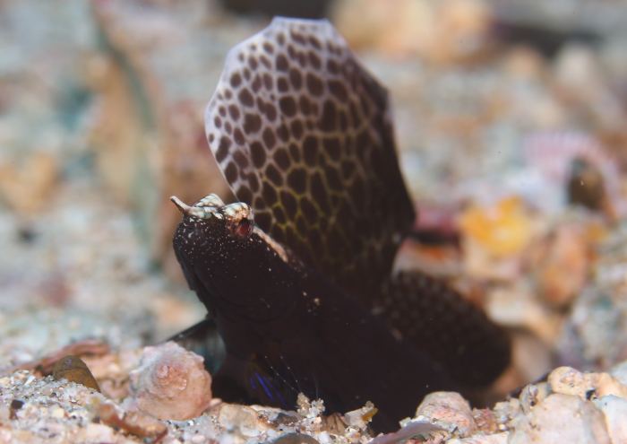 ホタテツノハゼ