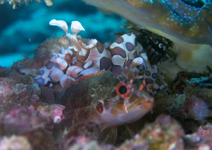 フリソデエビとイソカサゴ