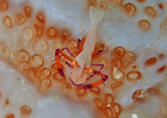 ウミウシカクレエビ