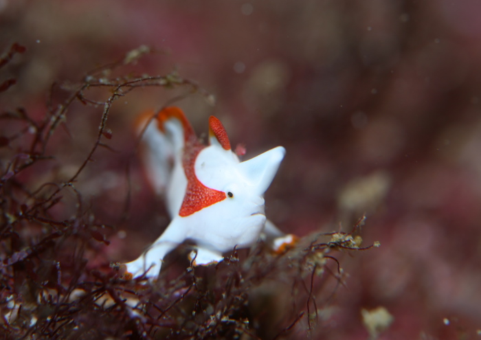 クマドリカエルアンコウ