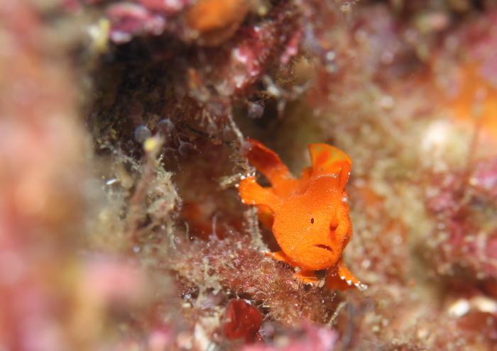 イロカエルアンコウ