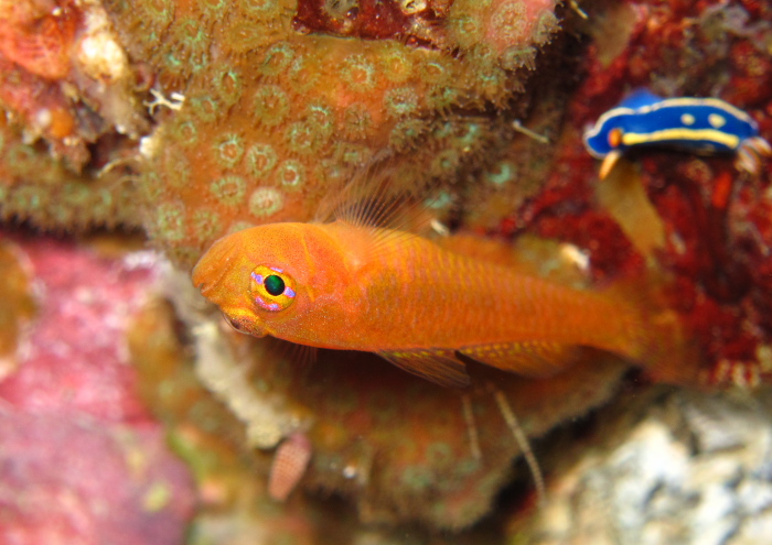 ナガシメベニハゼ