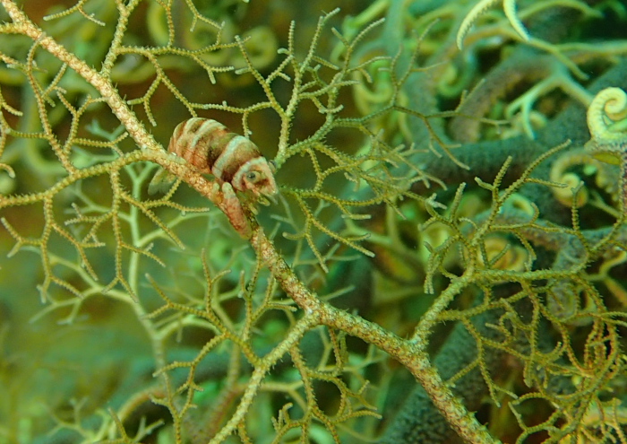 テヅルモヅルエビ