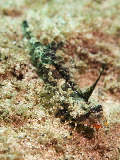 イッポンテグリ