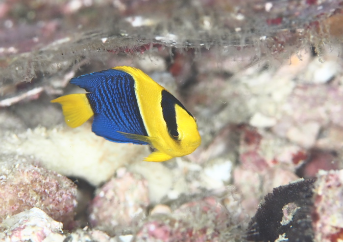 ソメワケヤッコ