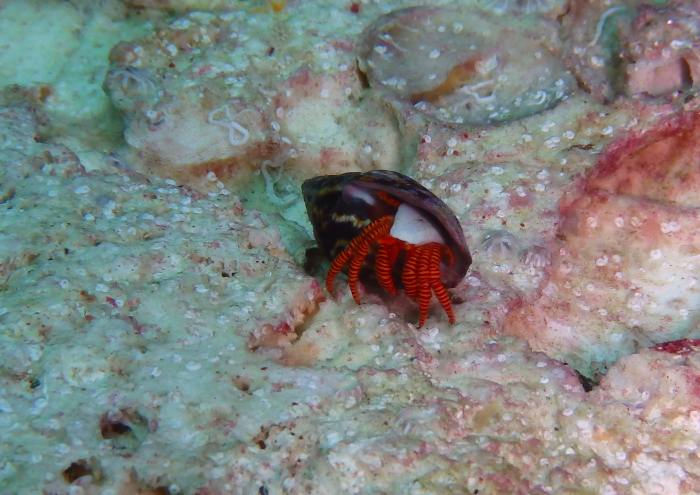 ベニワモンヤドカリ