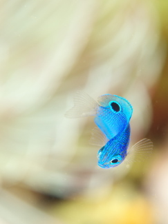 ナガサキスズメダイ