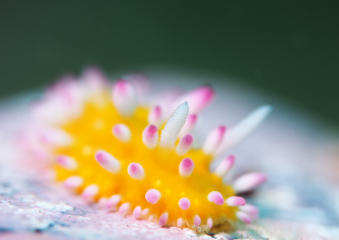 イガグリウミウシ